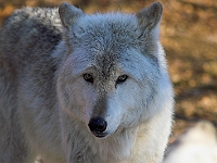 Arctic Wolf 015